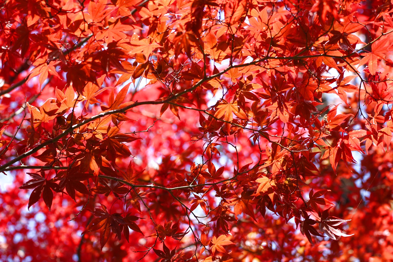 鮮やかな秋の紅葉風景