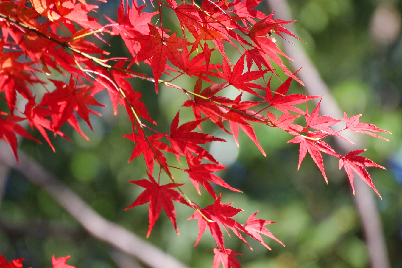 赤いカエデ紅葉