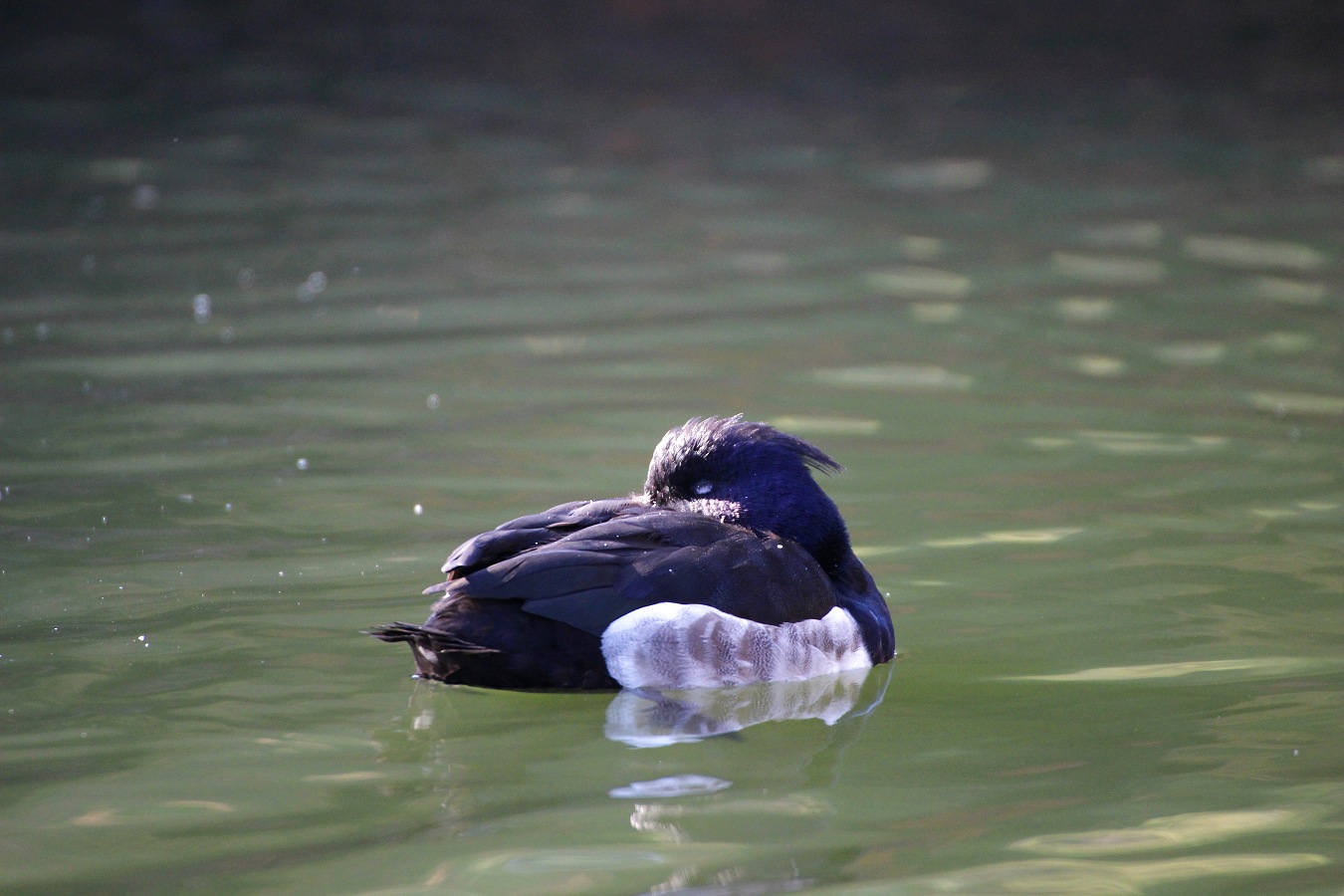 水面に浮いて休むキンクロハジロのオス