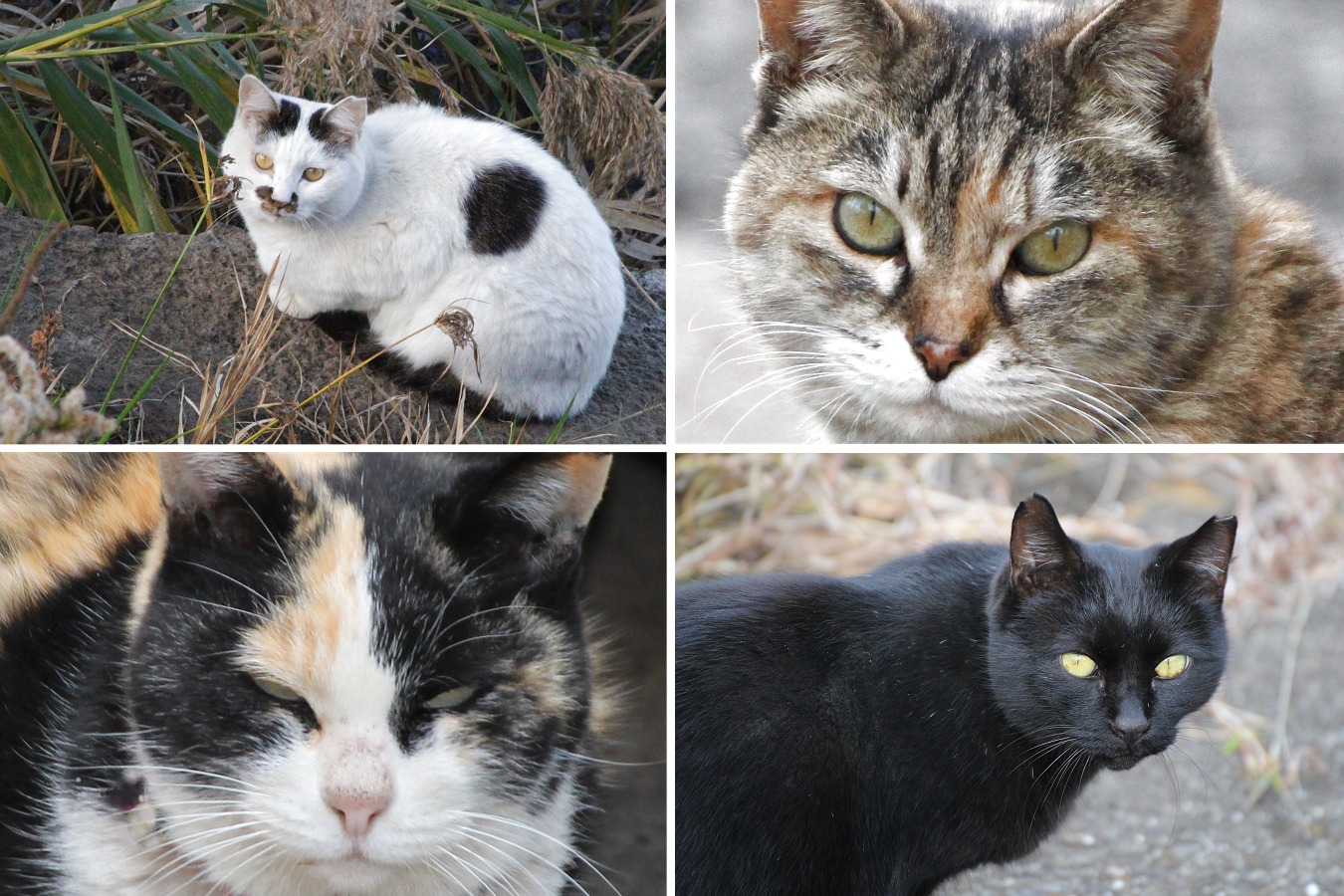 いろんなネコたち