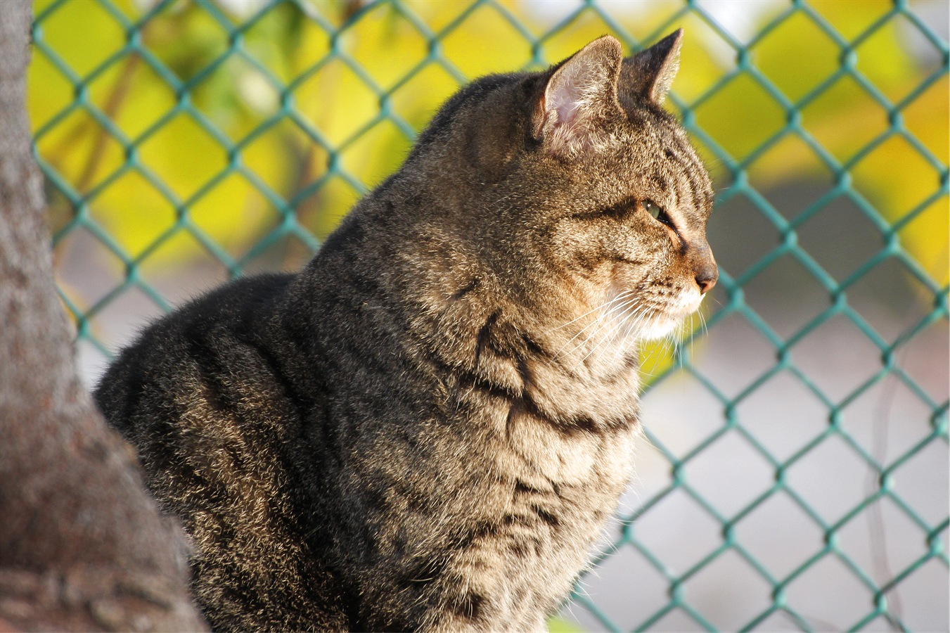 野良猫のトラネコの横顔アップ