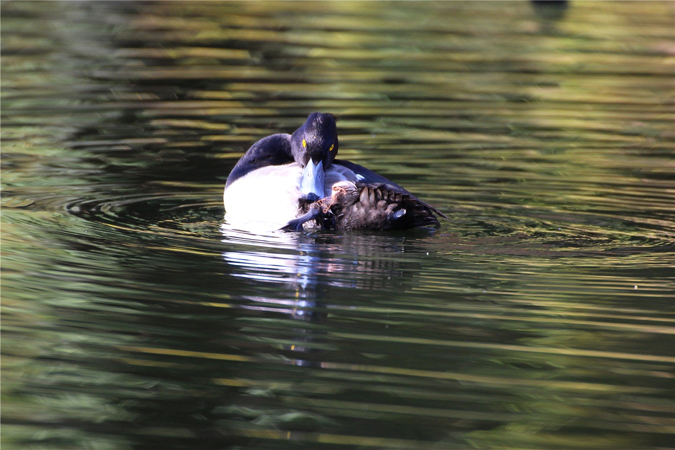 池に浮かぶキンクロハジロのオス