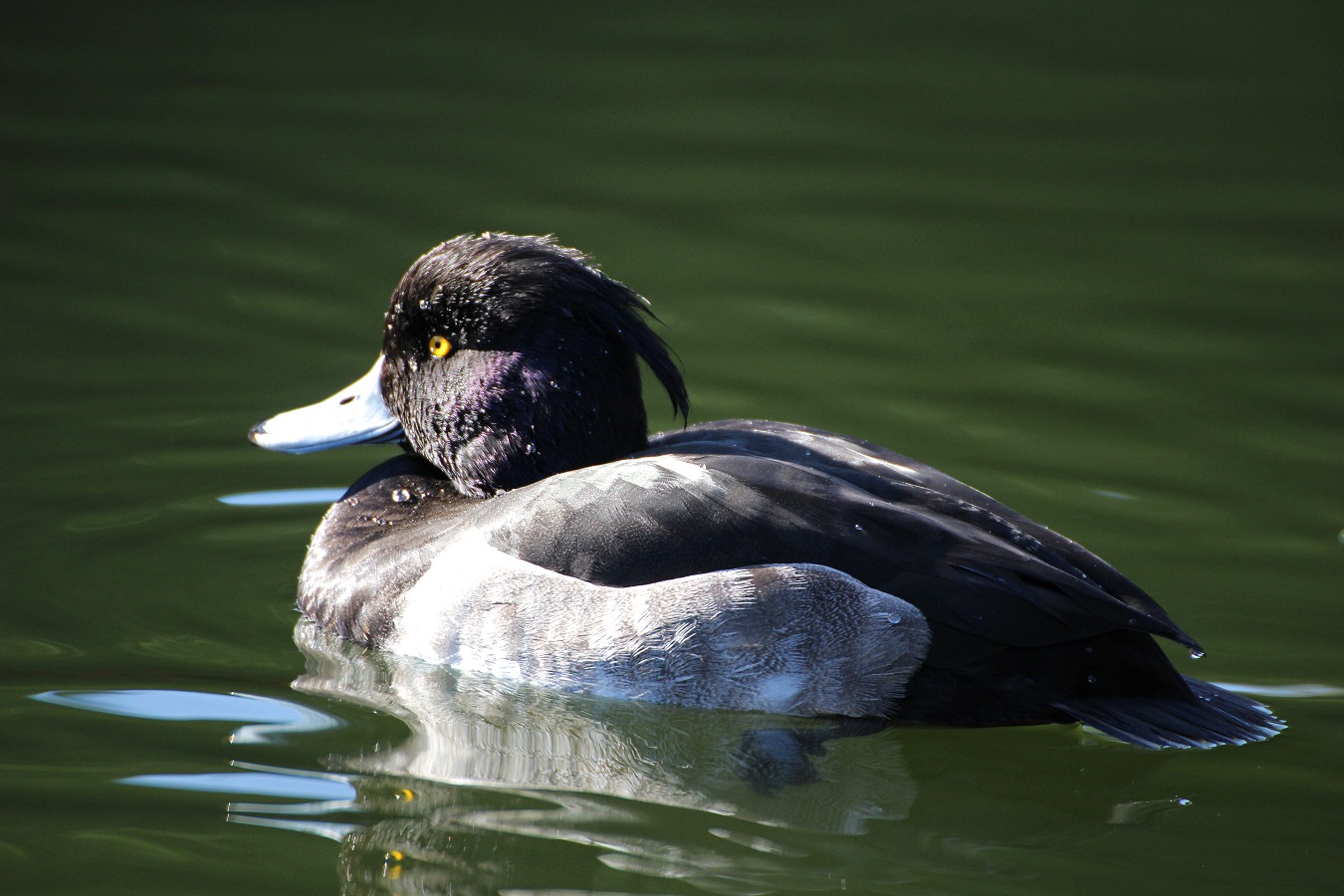 冠毛が目立つキンクロハジロのオス