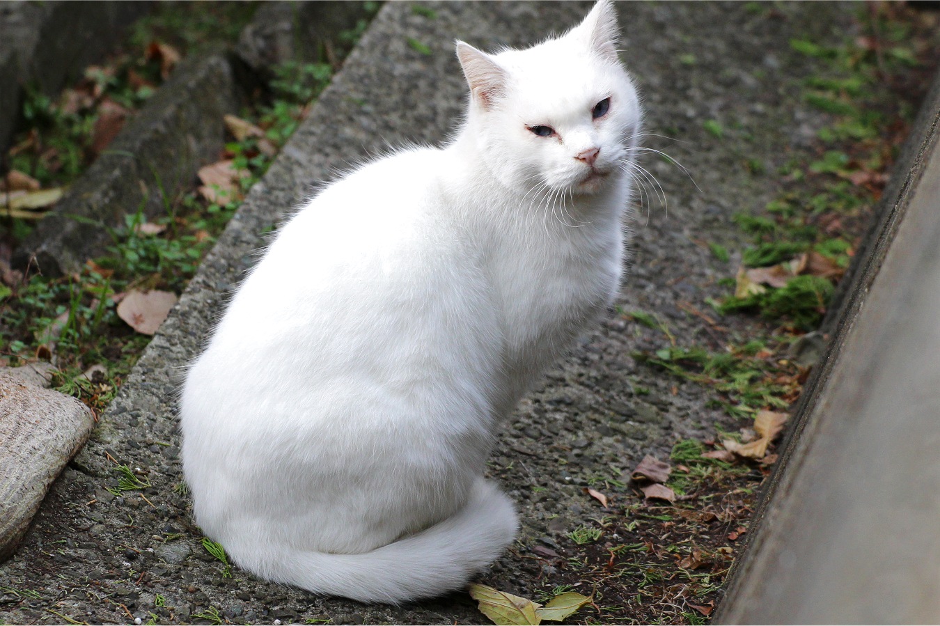 かわいいノラネコの白猫