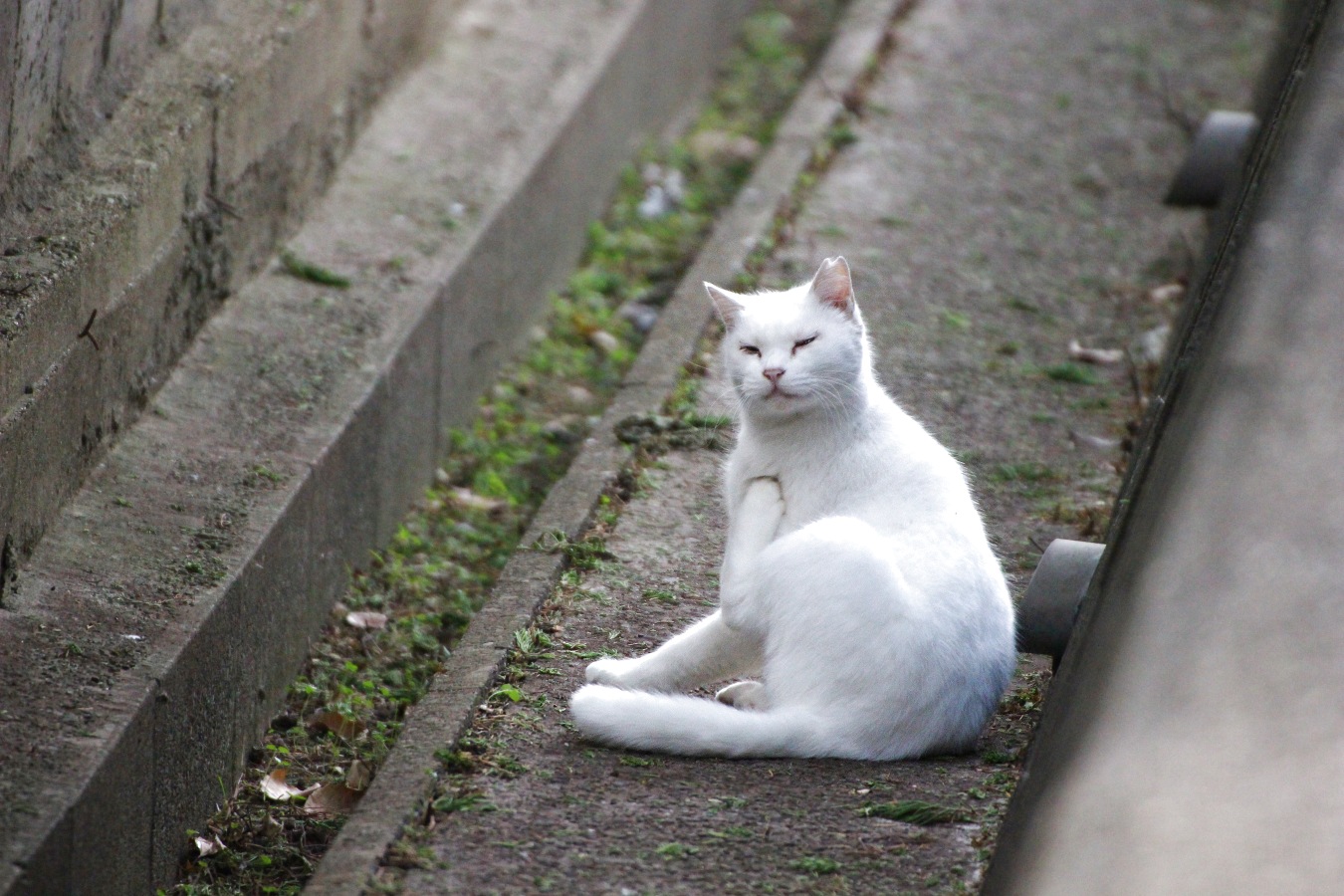 ノラネコの白猫
