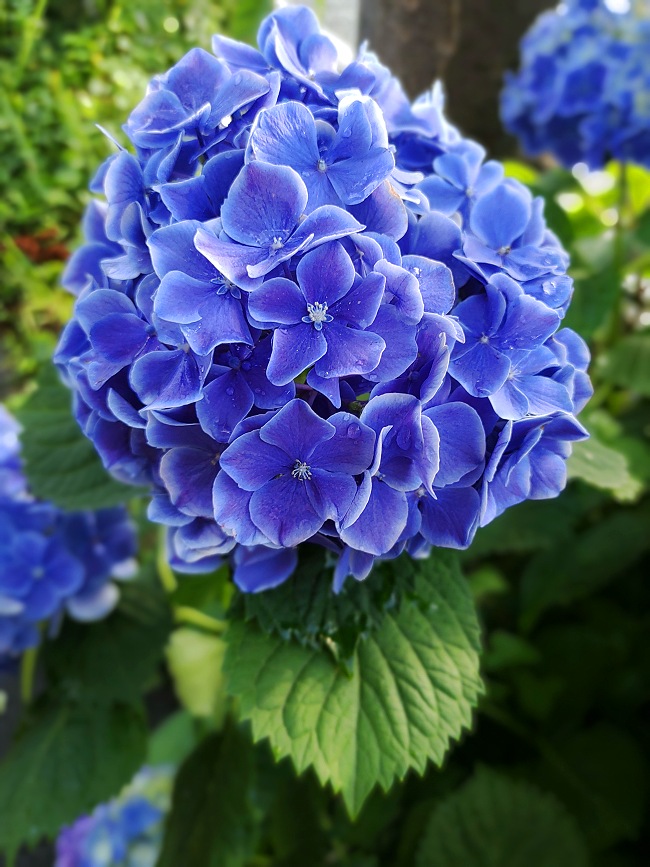 青い紫陽花の花