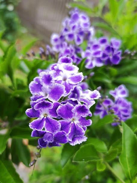 青いデュランタの花