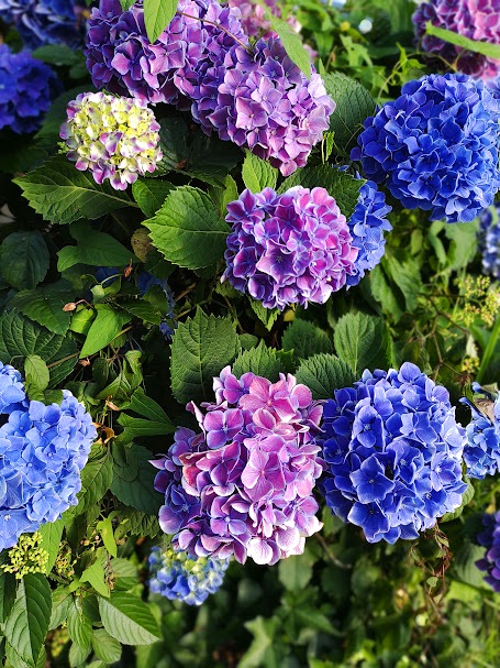 紫陽花の花々
