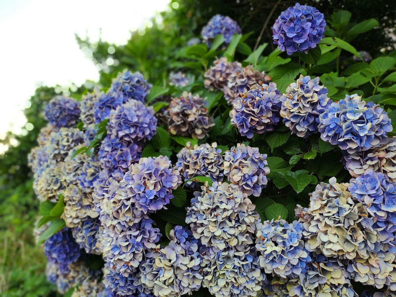 枯れ始めた紫陽花の花
