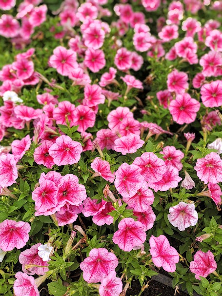 ピンク色のペチュニアの花々