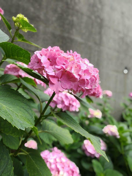 ピンク色の紫陽花の花