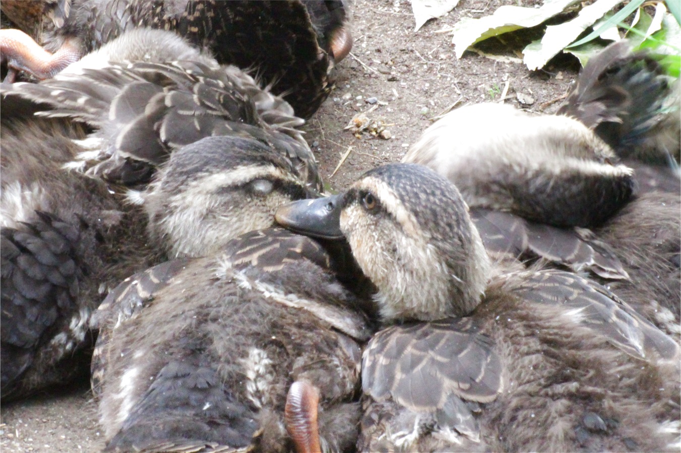 アスファルトの上の仲良しカルガモきょうだいたち
