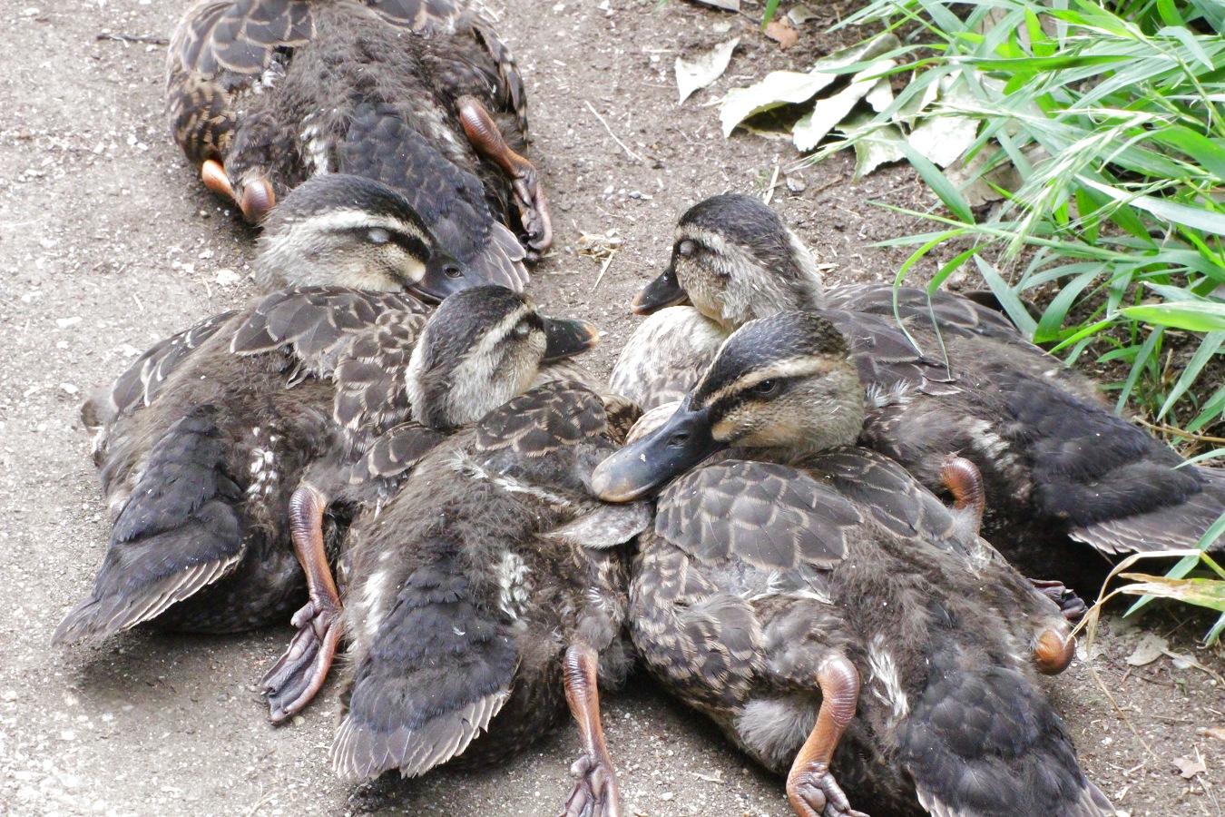 アスファルトの上でくつろぐ仲良しカルガモ幼鳥たち