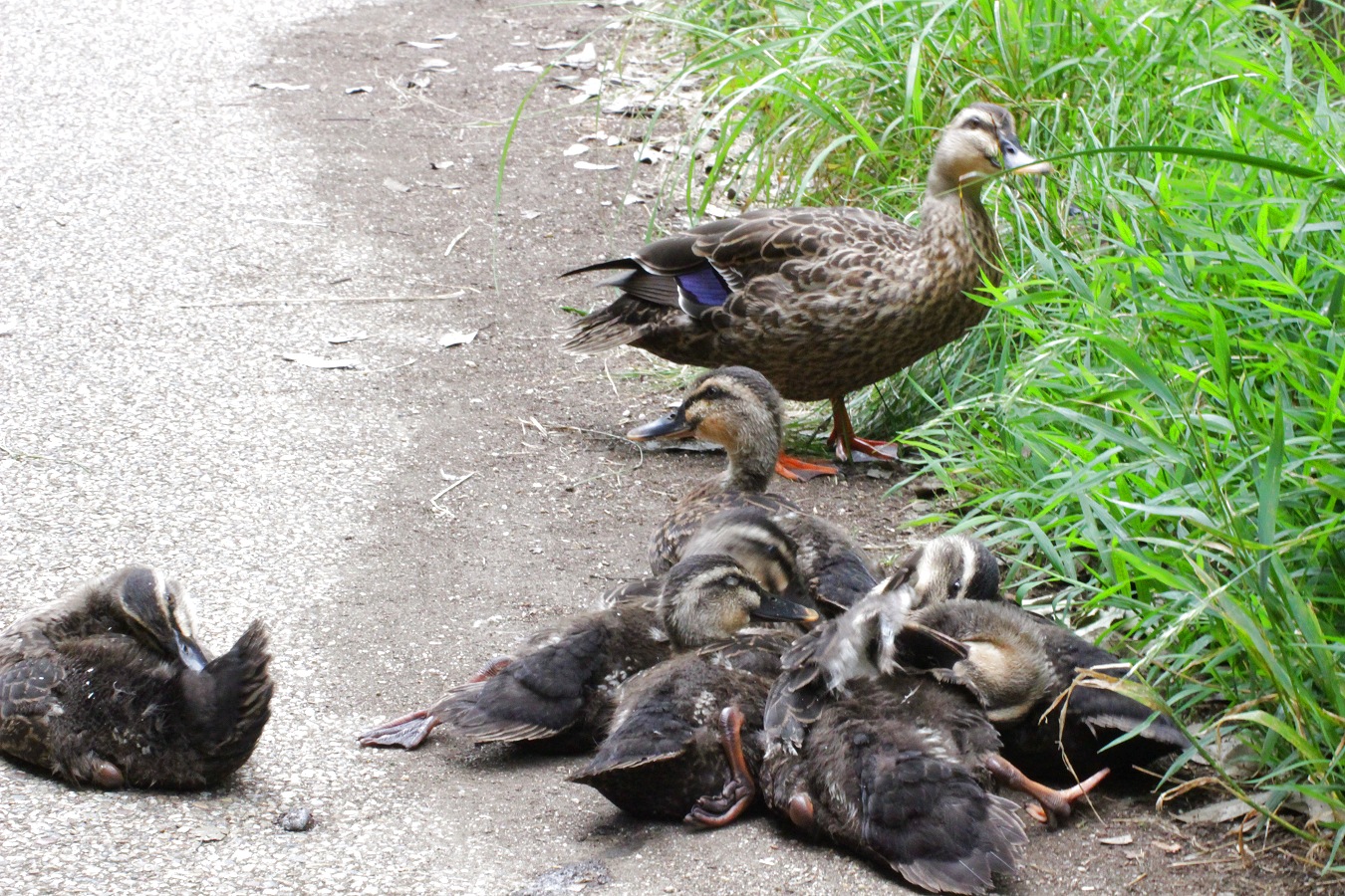 アスファルトの上でくつろぐカルガモ一家