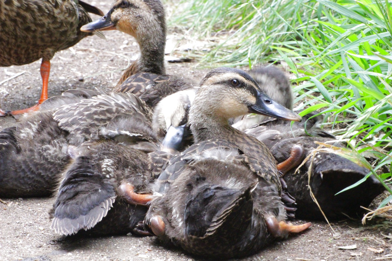 アスファルトの上でくつろぐカルガモ幼鳥たち