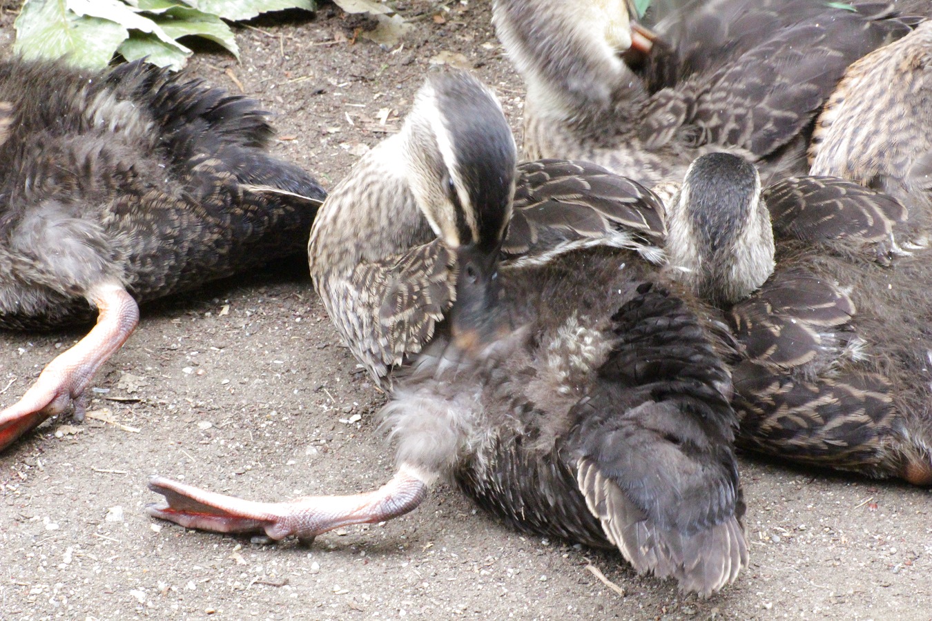 アスファルトの上で毛づくろいするカルガモの幼鳥