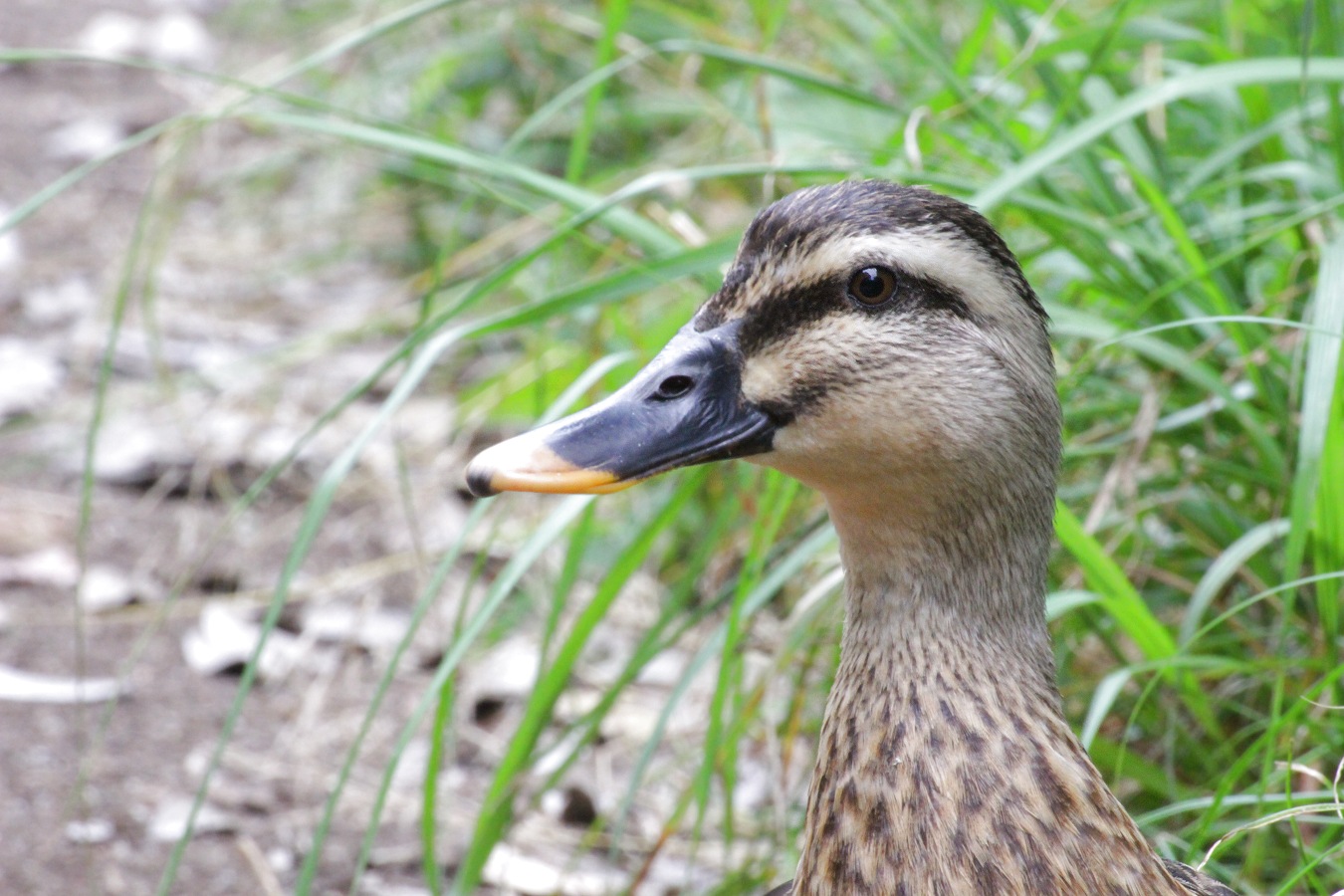 我が子たちを見守るカルガモのお母さんの顔アップ