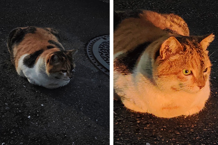 道路に座り込んで動かない野良猫