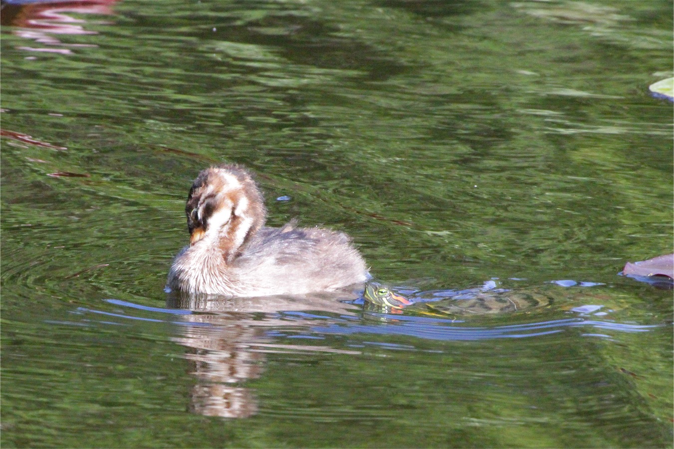 カイツブリのヒナに寄り添うミシシッピアカミミガメ