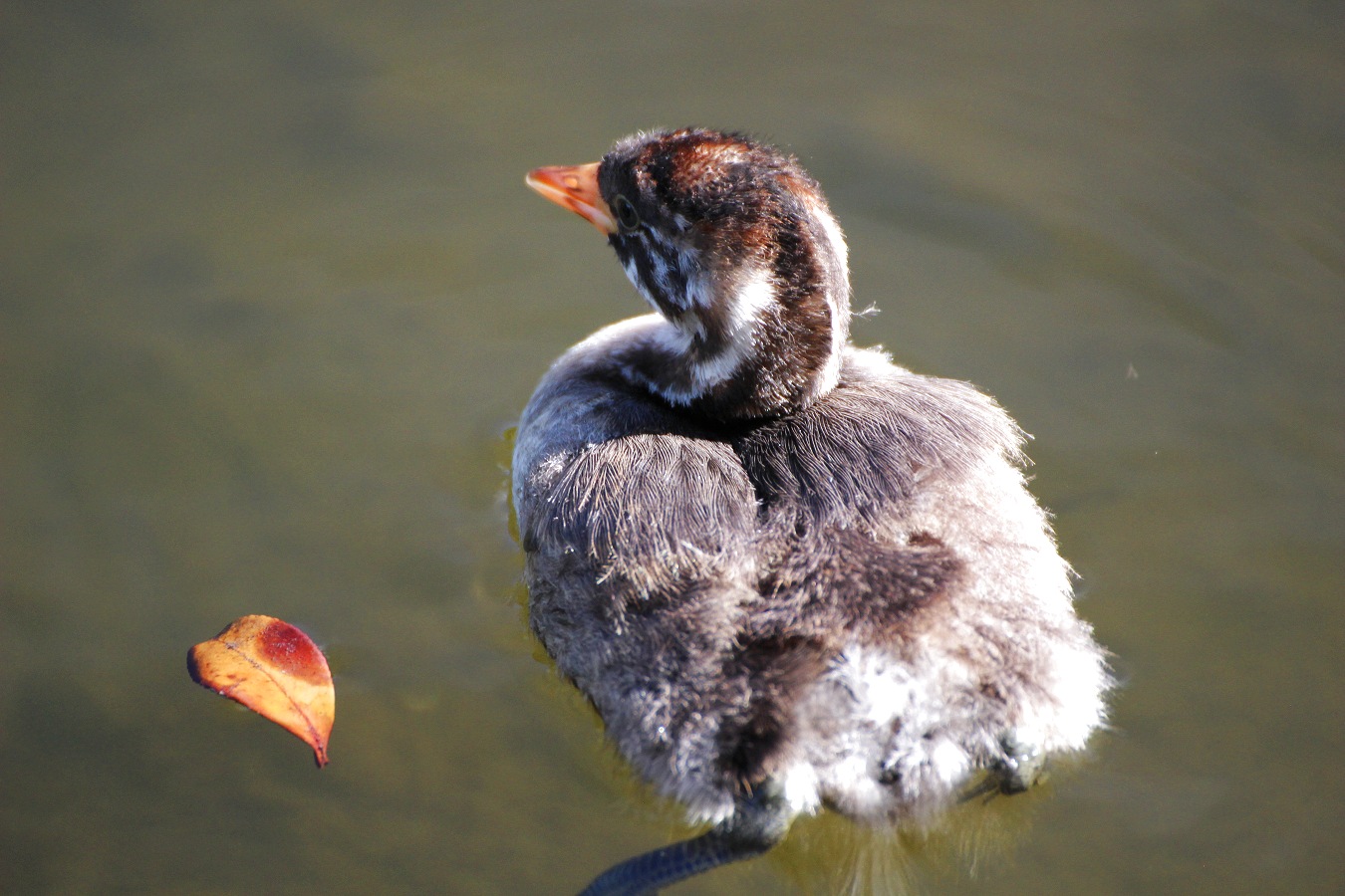 水鳥カイツブリのヒナ