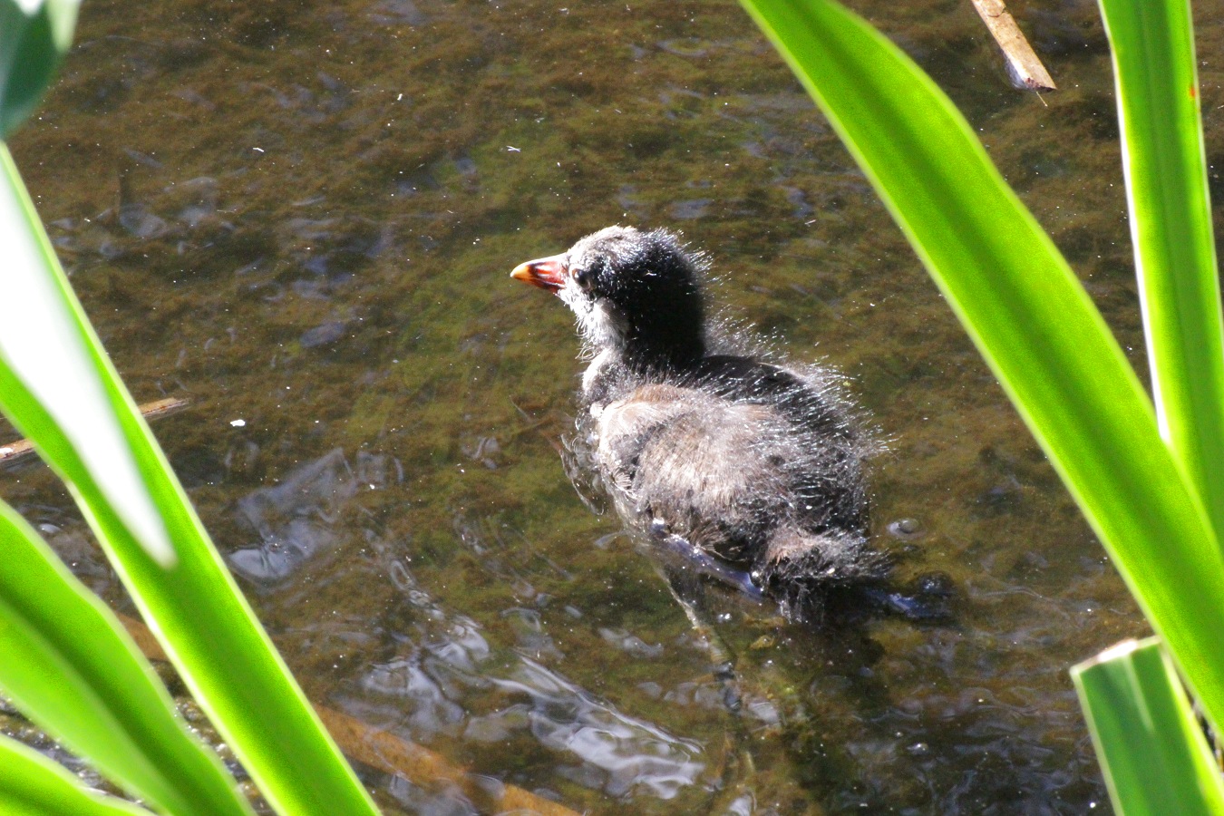 よちよち泳ぎのかわいい水鳥バンのヒナ