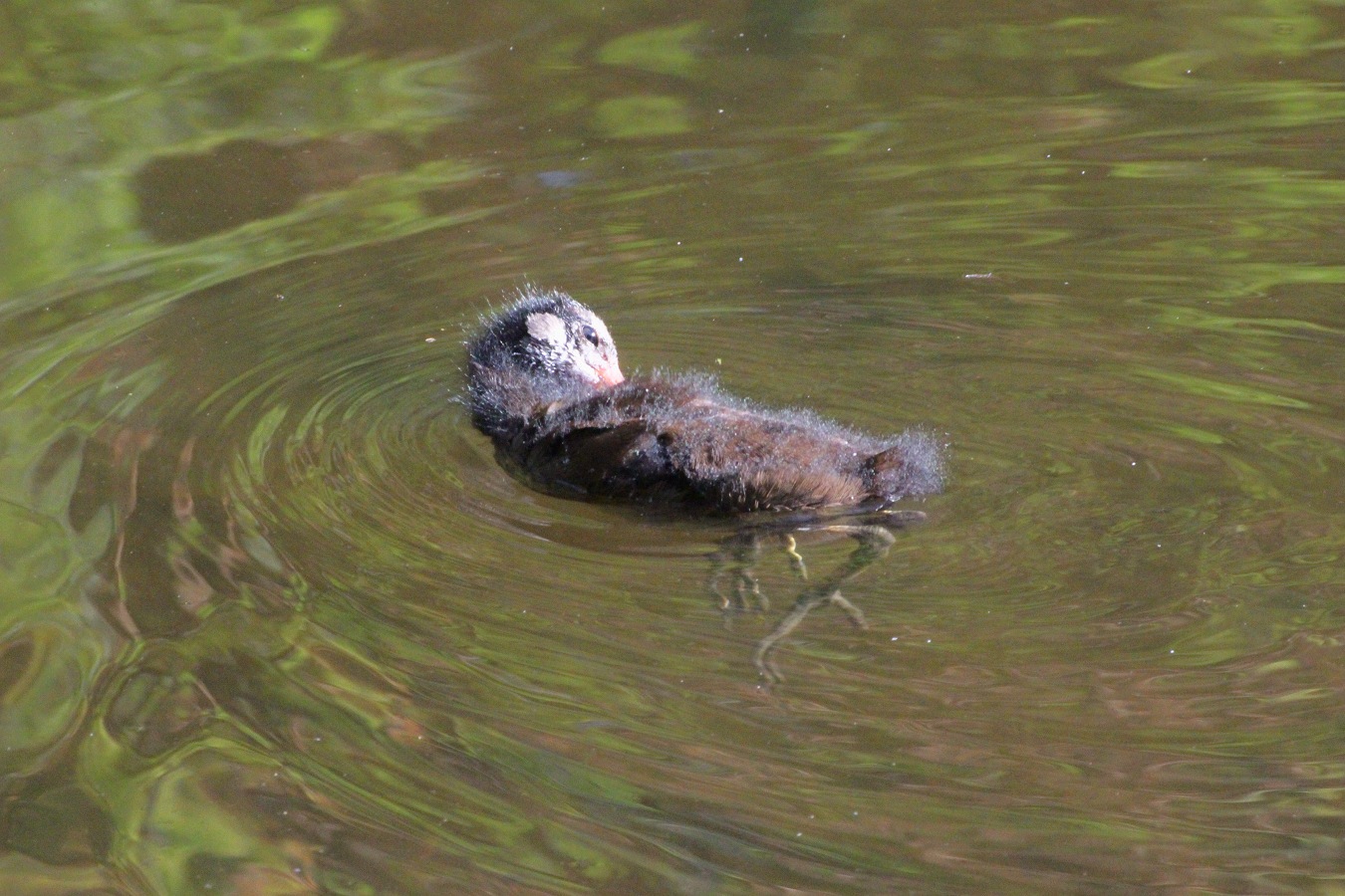 池に浮かぶ水鳥バンのかわいいヒナ鳥