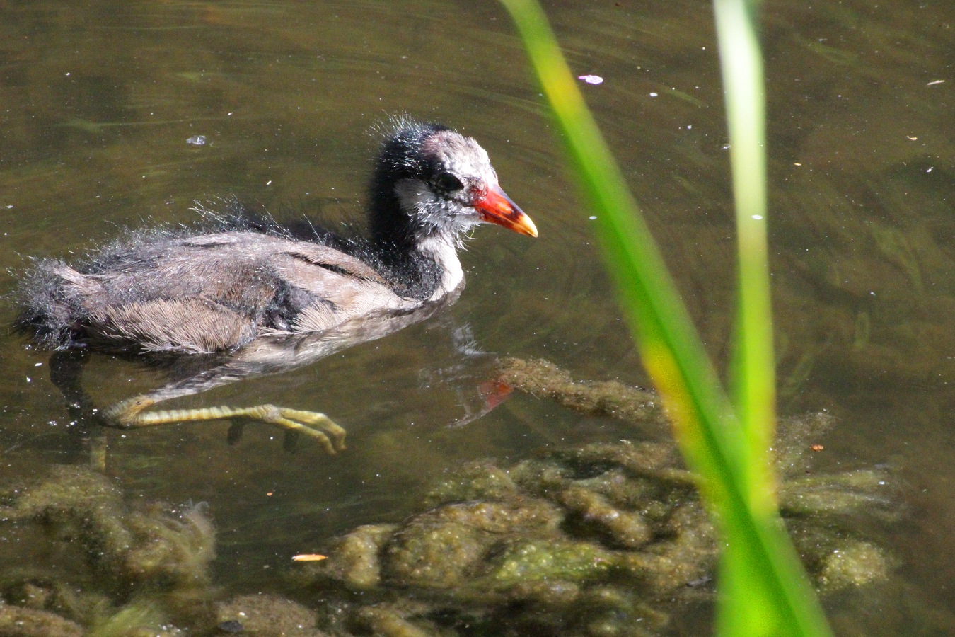 水鳥バンのヒナ