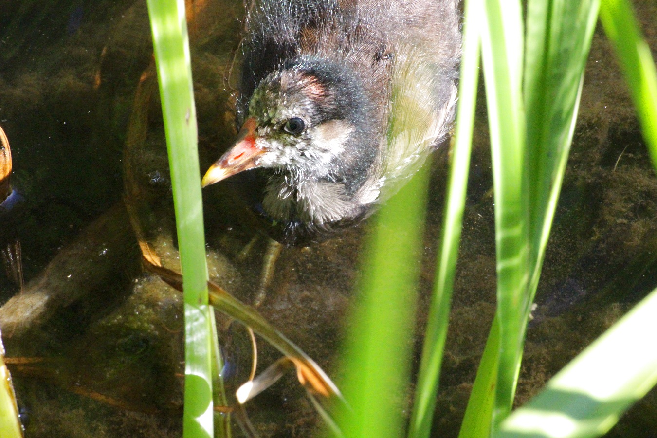かわいい水鳥バンの赤ちゃん
