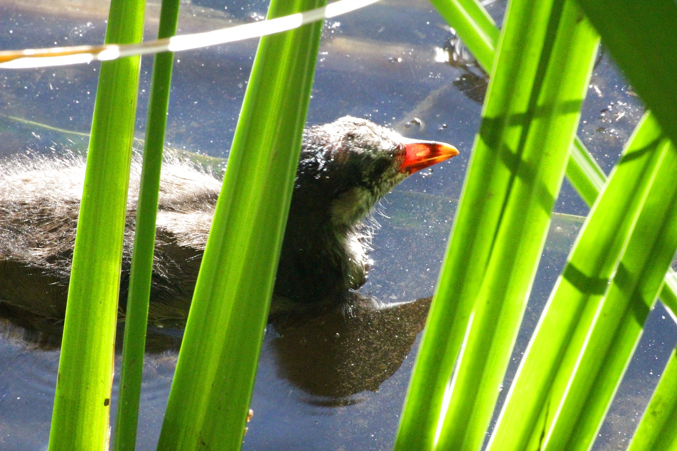 水鳥バンのヒナ鳥