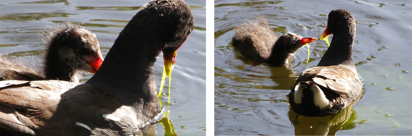 水鳥バンのヒナ子育て