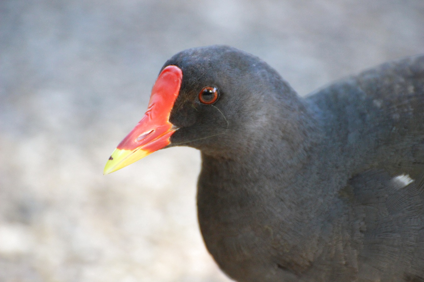 水鳥バンの顔アップ