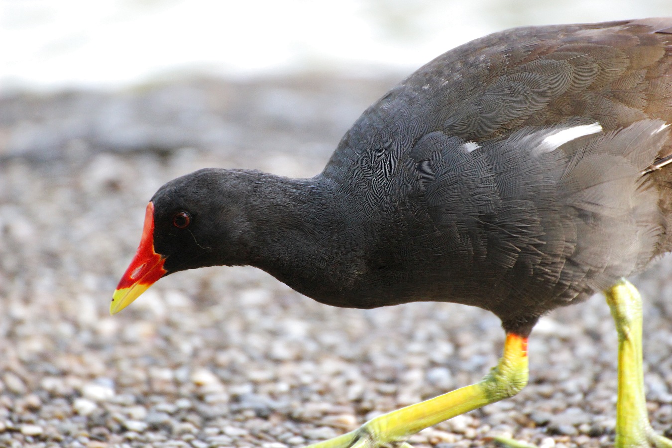 歩道を歩く水鳥バンの親鳥