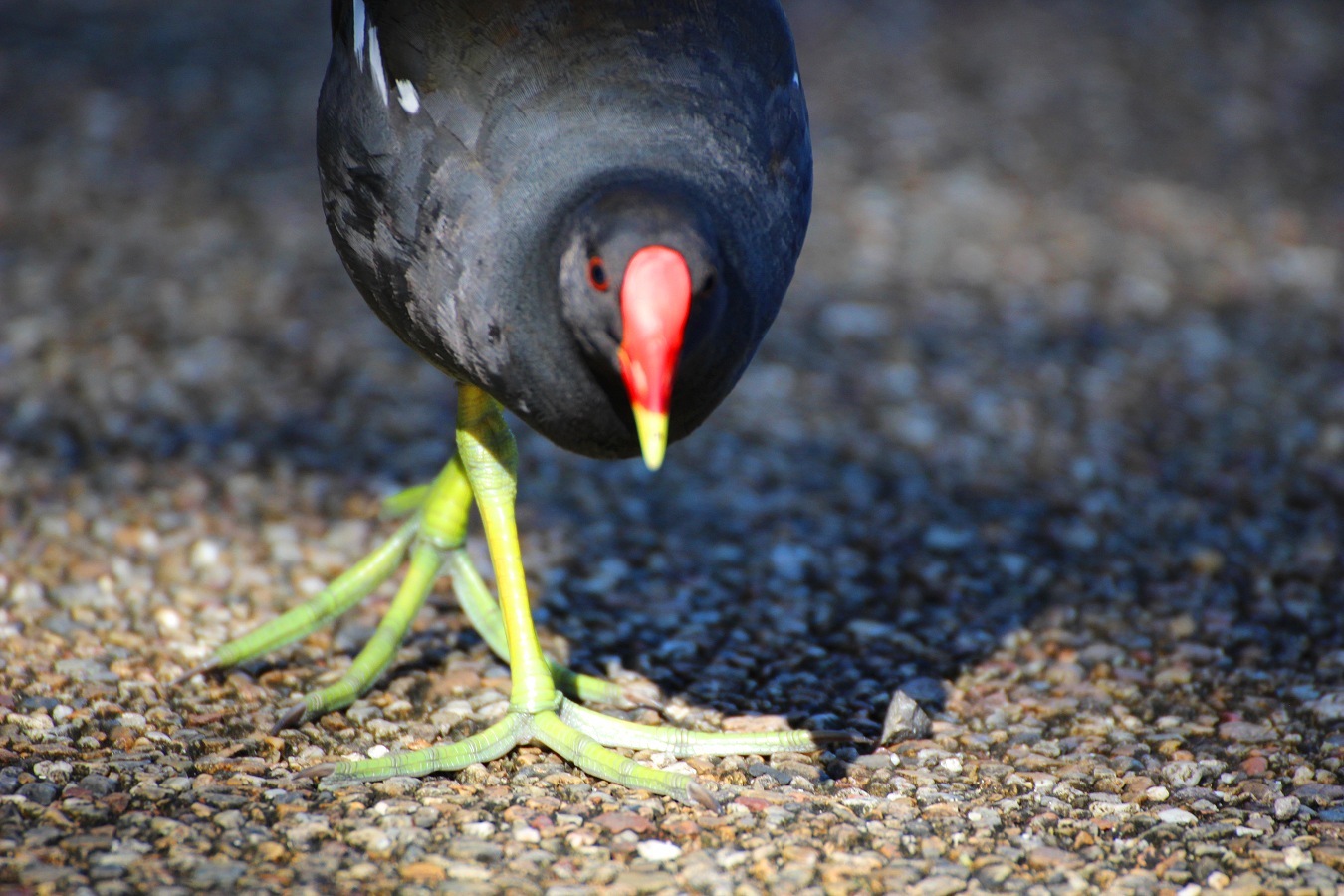 地面を歩く水鳥バンの親鳥