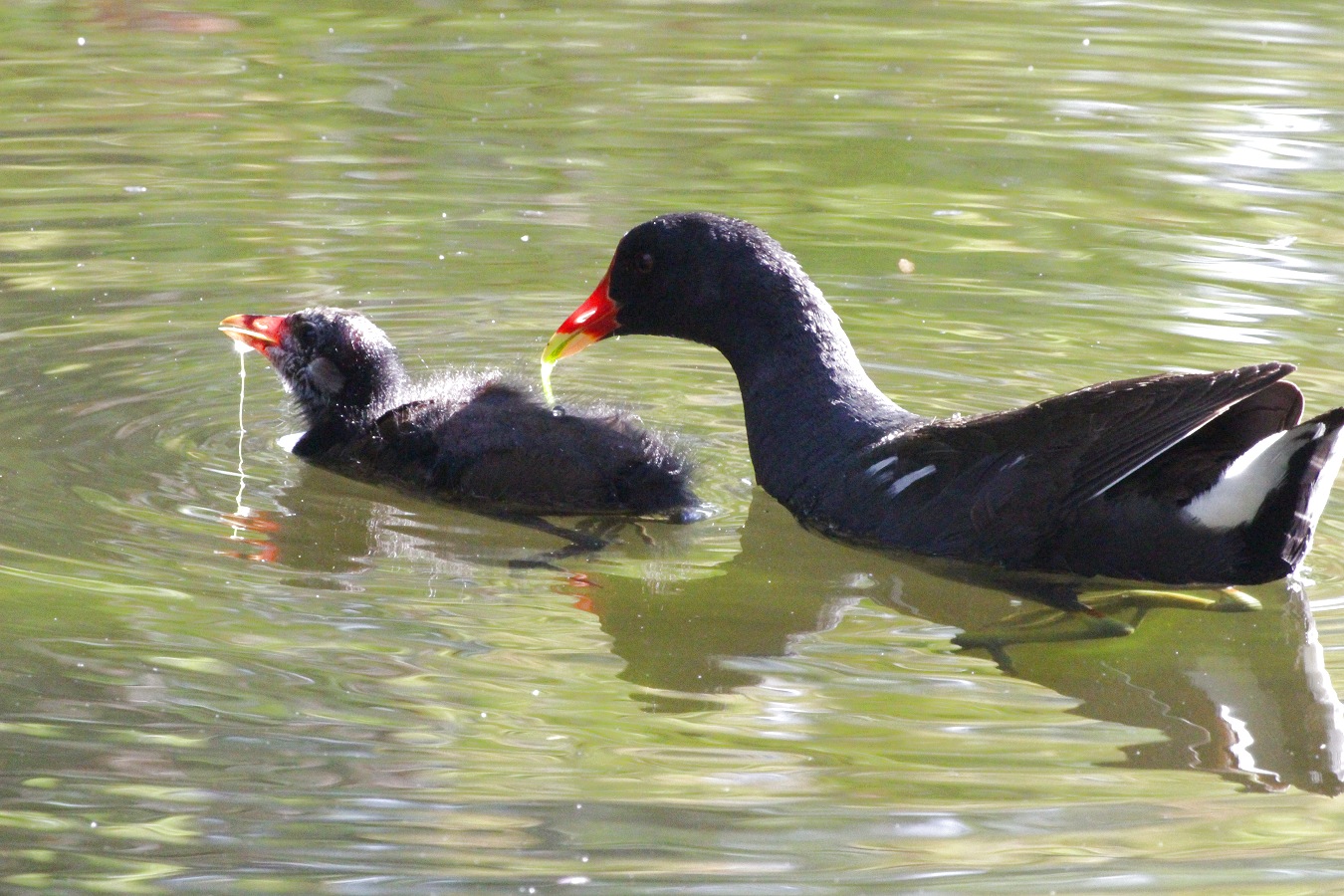 水鳥バンのヒナ子育て