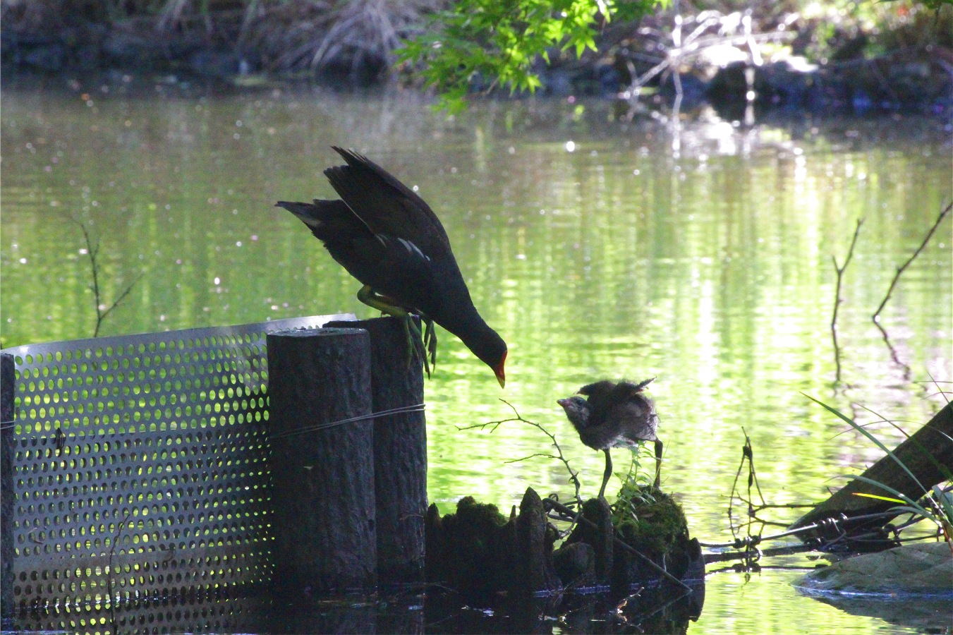 水鳥バンの赤ちゃん子育て