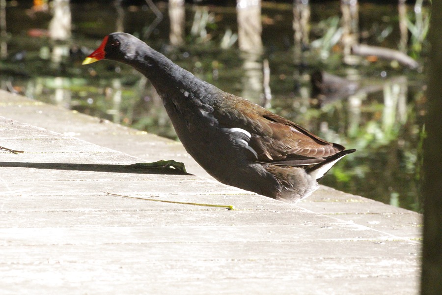 池から岸に上がる水鳥バン