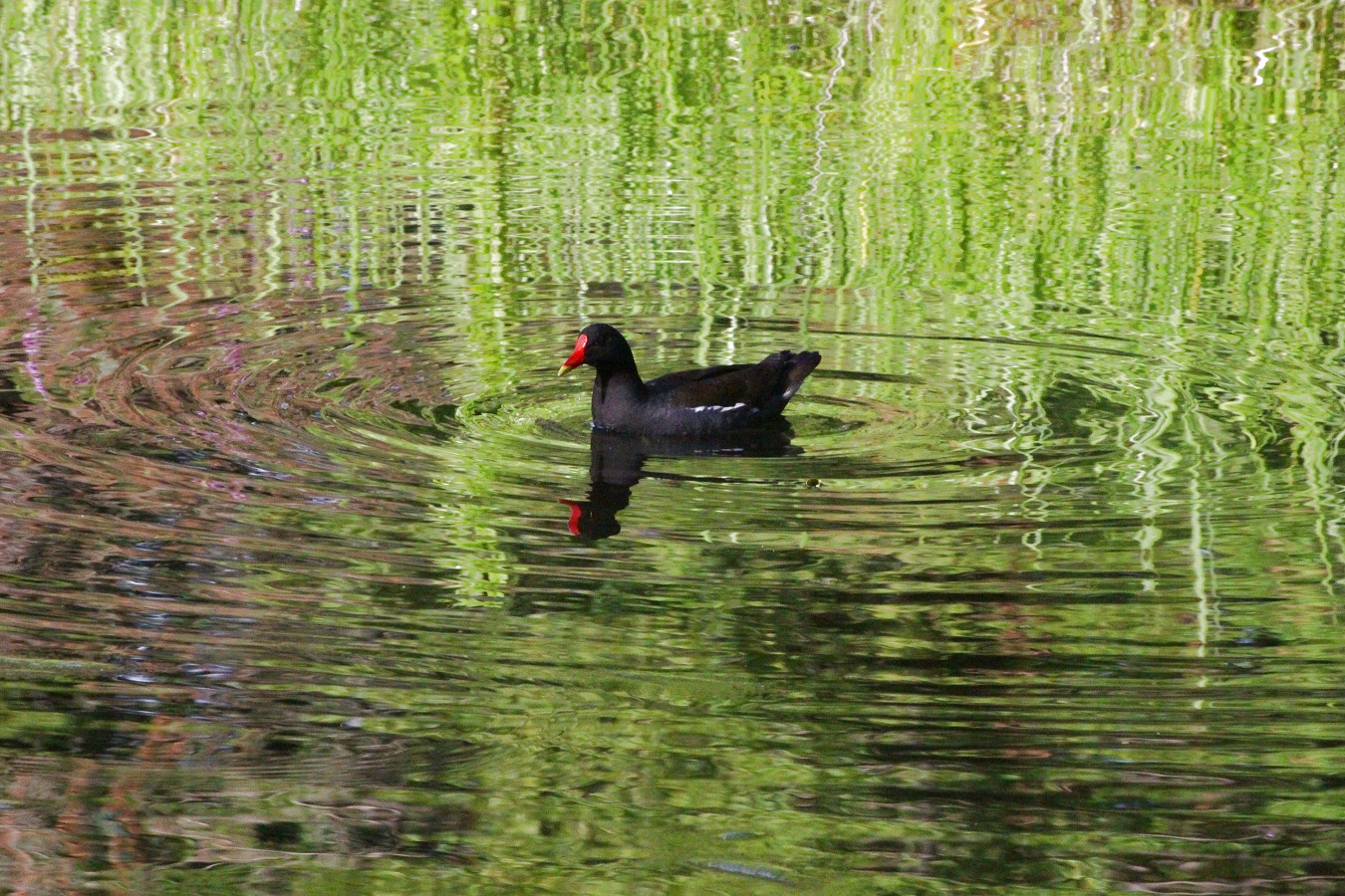 夏の池に浮かぶ水鳥バンの親鳥