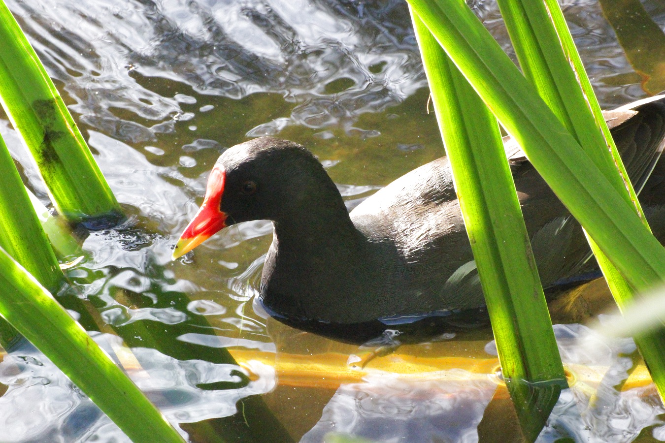水鳥バンの親鳥
