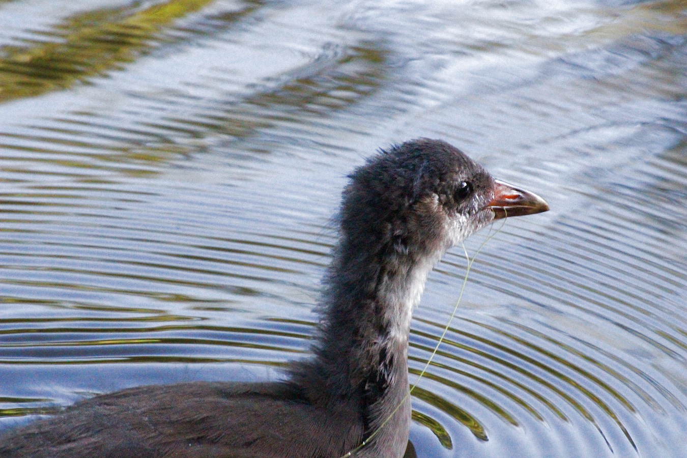 水鳥バンの幼鳥