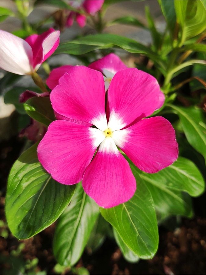 ピンク色のペチュニアの花