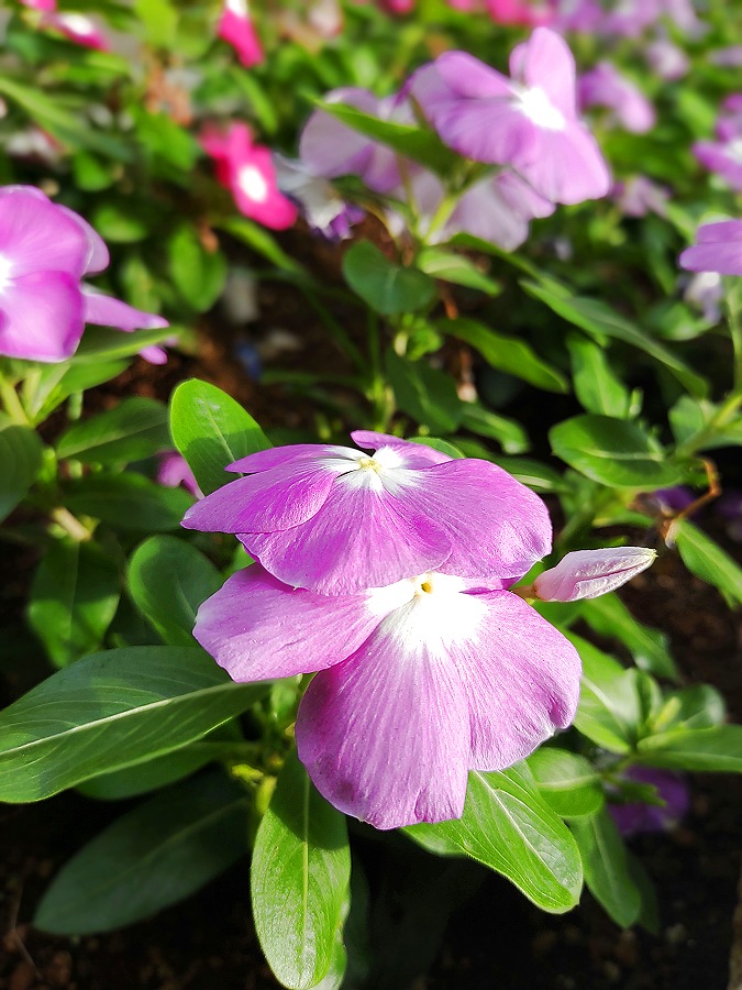 薄紫色のペチュニアの花