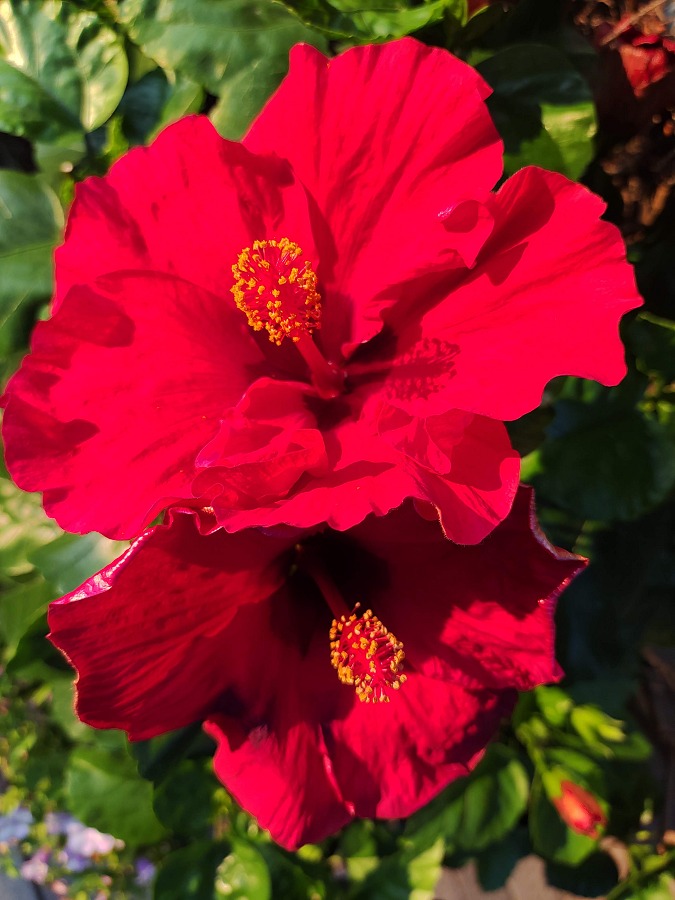 赤いハイビスカスの花