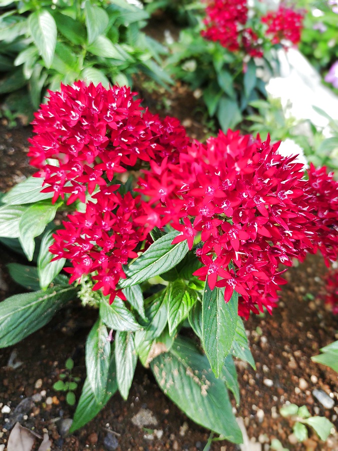 赤いペンタスの花
