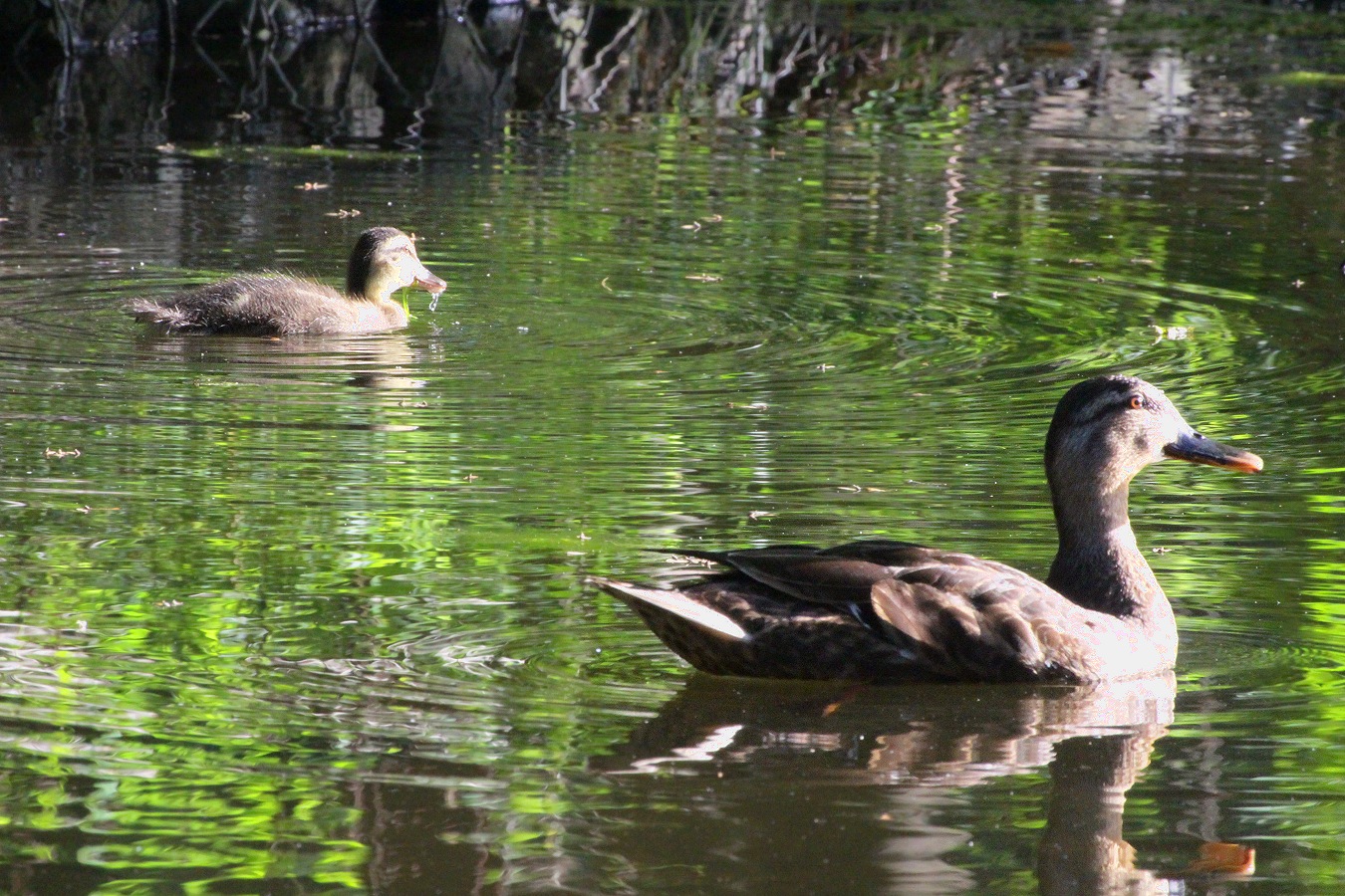 夏の池で泳ぐカルガモの親子