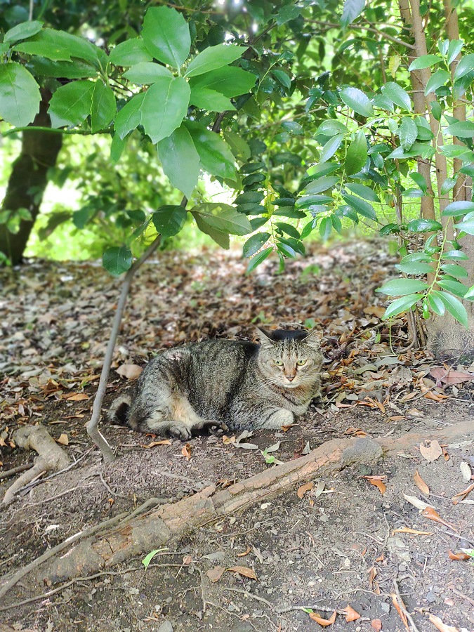 木陰で涼む夏のノラネコ