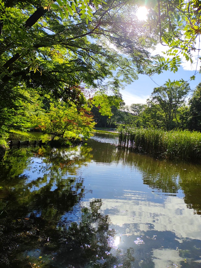 夏の水辺の自然風景