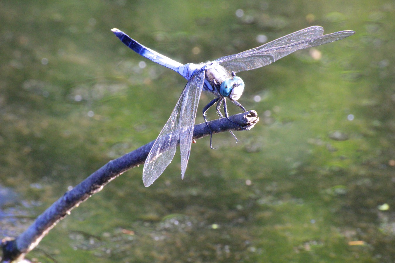 細い木の枝にとまるトンボ
