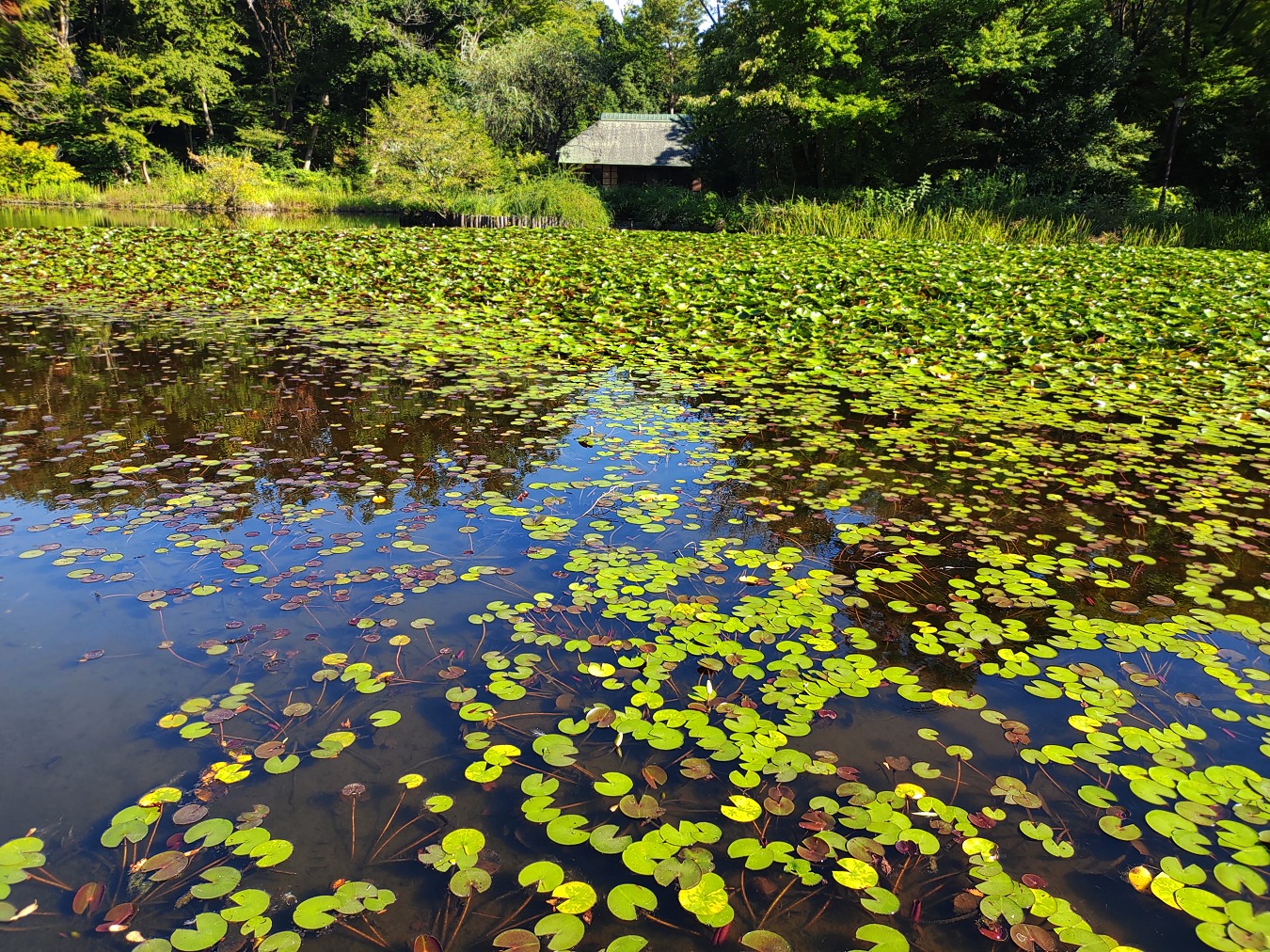 夏の睡蓮の池
