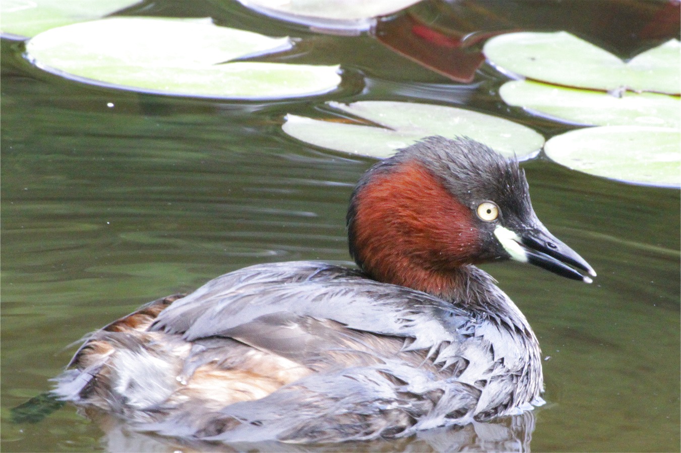 カイツブリの親鳥