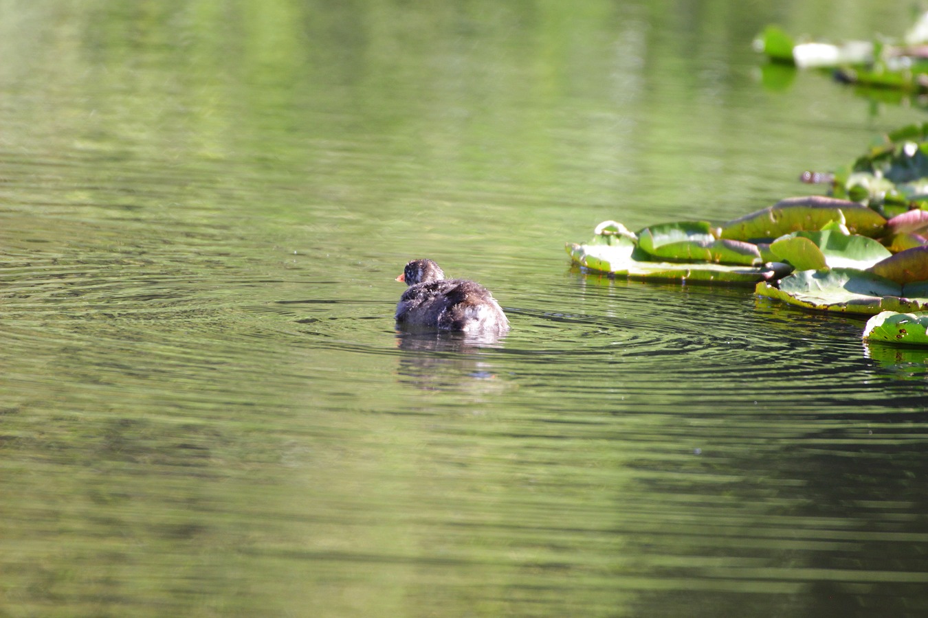 池を浮遊する水鳥カイツブリの幼鳥